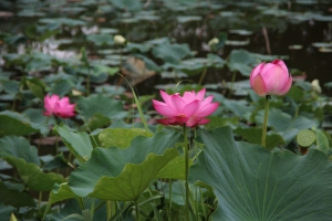 kodai 043