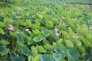 kodai 047
