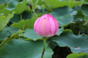 kodai 049