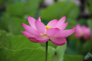 kodai 052
