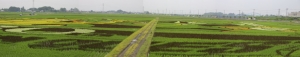kodai pan 086