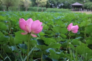 kodai 070