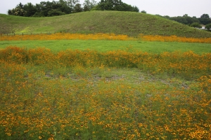 kodai 074
