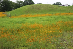 kodai 082