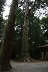 kumamoto 117