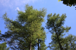 kushigata 012