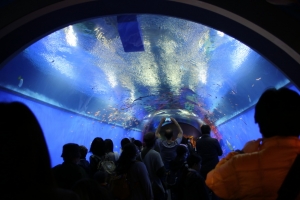 kyoto osaka 132