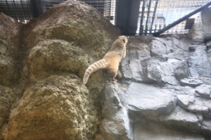 kyoto osaka 145