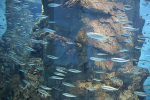 kyoto osaka 198