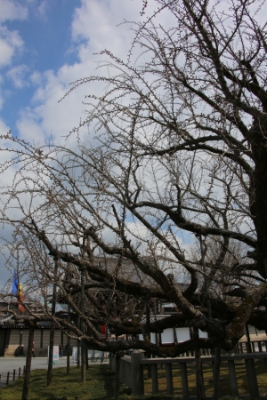 kyoto osaka 014