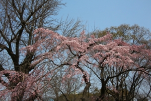 kyoto osaka 259