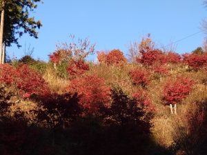 maruyama 002