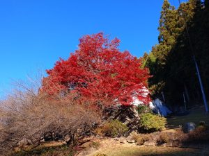 maruyama 007