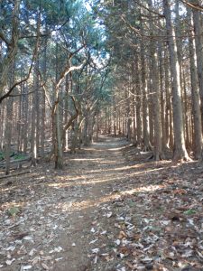 maruyama 019