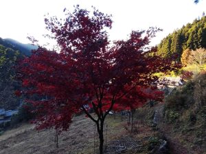 maruyama 051