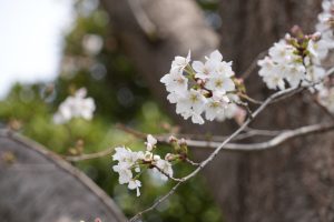 minuma sakura 001