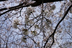 minuma sakura 002