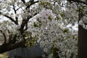 minuma sakura 006
