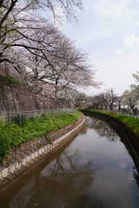 minuma sakura 009