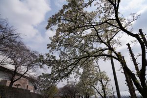 minuma sakura 010
