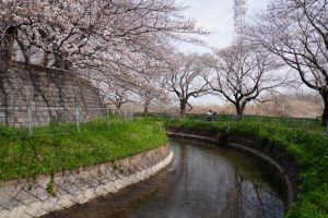 minuma sakura 012