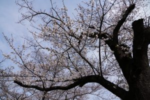 minuma sakura 015