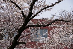 minuma sakura 017