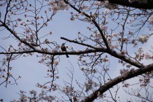 minuma sakura 018
