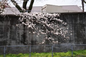 minuma sakura 019