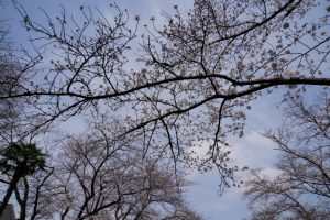 minuma sakura 020