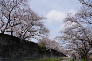 minuma sakura 021