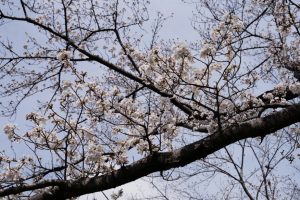 minuma sakura 022