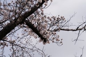 minuma sakura 024