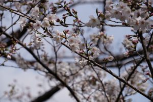 minuma sakura 025