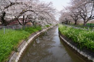 見沼田んぼ桜回廊散策２０２５（１／２）