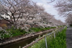 見沼田んぼ桜回廊散策２０２５