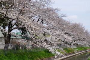 minuma sakura 033