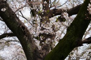 minuma sakura 034