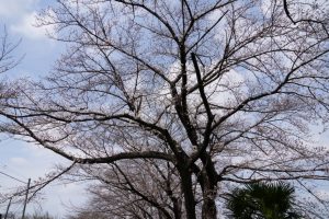 minuma sakura 040