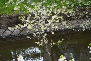 minuma sakura 044