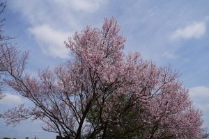 minuma sakura 048