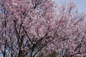 minuma sakura 049