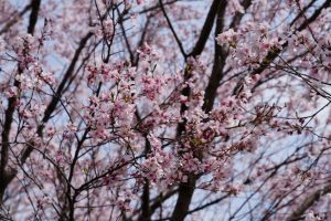 minuma sakura 050