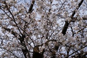 minuma sakura 051