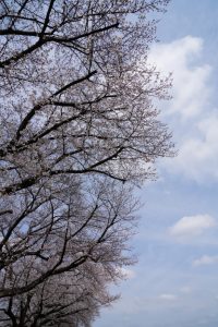 minuma sakura 052