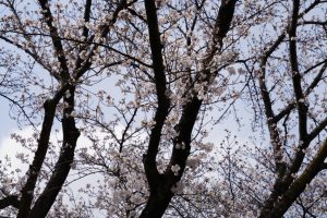 minuma sakura 055