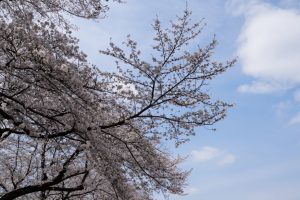minuma sakura 057