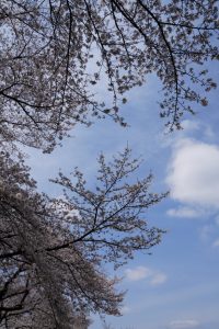 minuma sakura 058