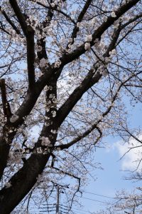 minuma sakura 065