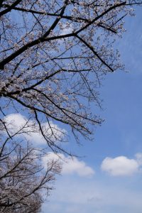 minuma sakura 068